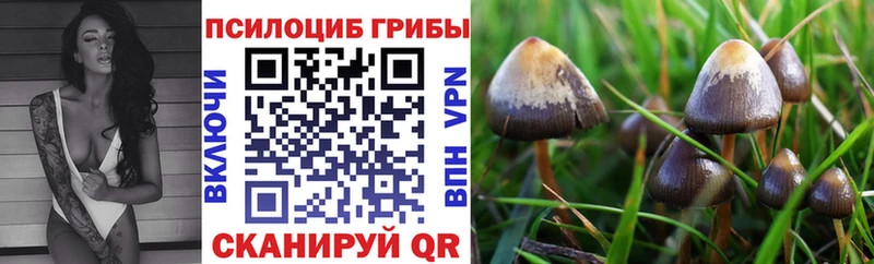 Галлюциногенные грибы Psilocybine cubensis  Керчь 